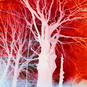 Red Tree