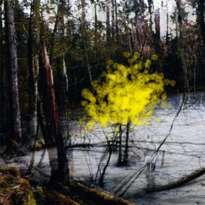 Whispers in the Woods